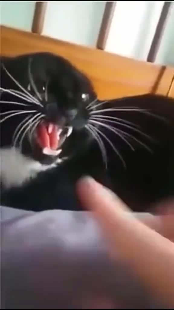 1732451763095075.mp4