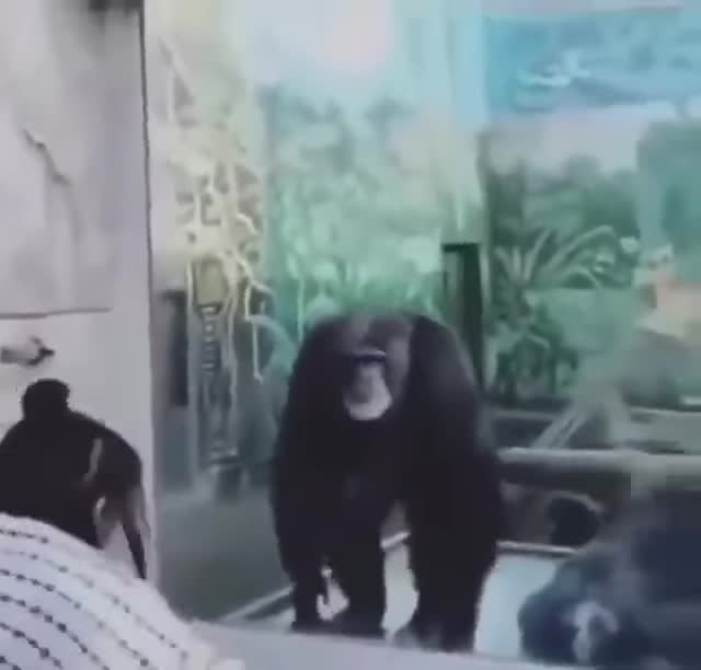 1734809949823334.webm