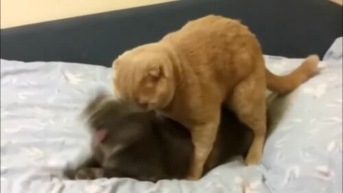 1734811869360858.webm