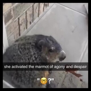 Harshnaughtymodernized_af4036_11758410