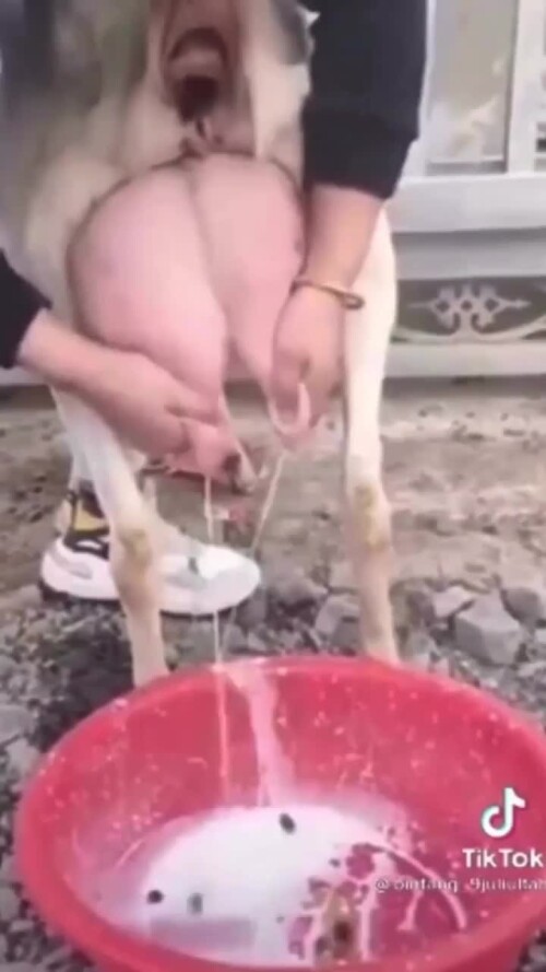 11C32F05 3087 4AAA 8C1D DED25A5CD100