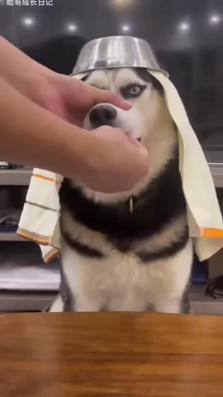 Nonstoplovingshaky_251720_12241489.mp4