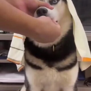 Nonstoplovingshaky_251720_12241489