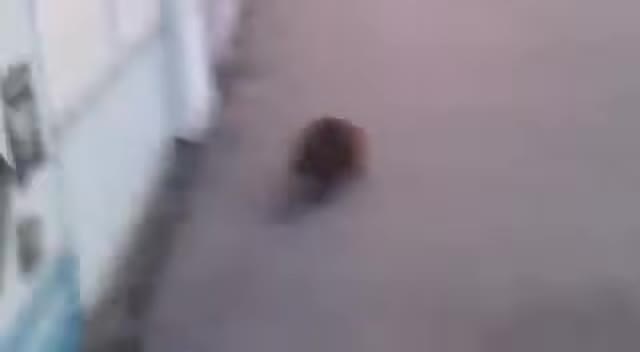 DDDoN-NNDY-DDYDNN-DoDNND.mp4