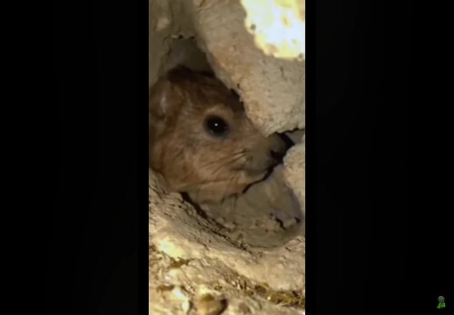 awawaawawaS-WAAAAA.mp4