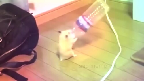 hammie-boye-v2---new-and-improved.mp4