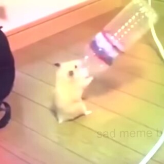 hammie-boye-v2---new-and-improved