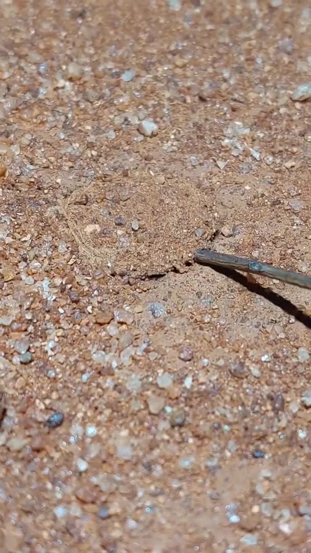 Helpfulsuccessfulmacho_78fa2f_12229677.mp4