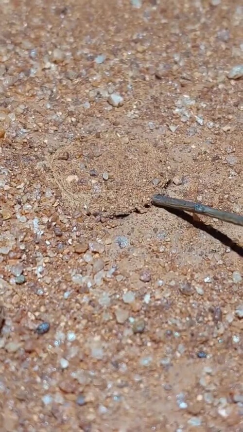 Helpful+successful+macho 78fa2f 12229677