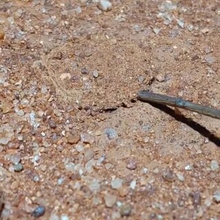 Helpfulsuccessfulmacho_78fa2f_12229677