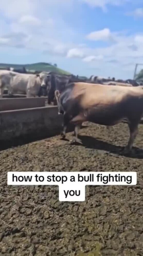 Running+groovy+filling 94ab0b 12228674